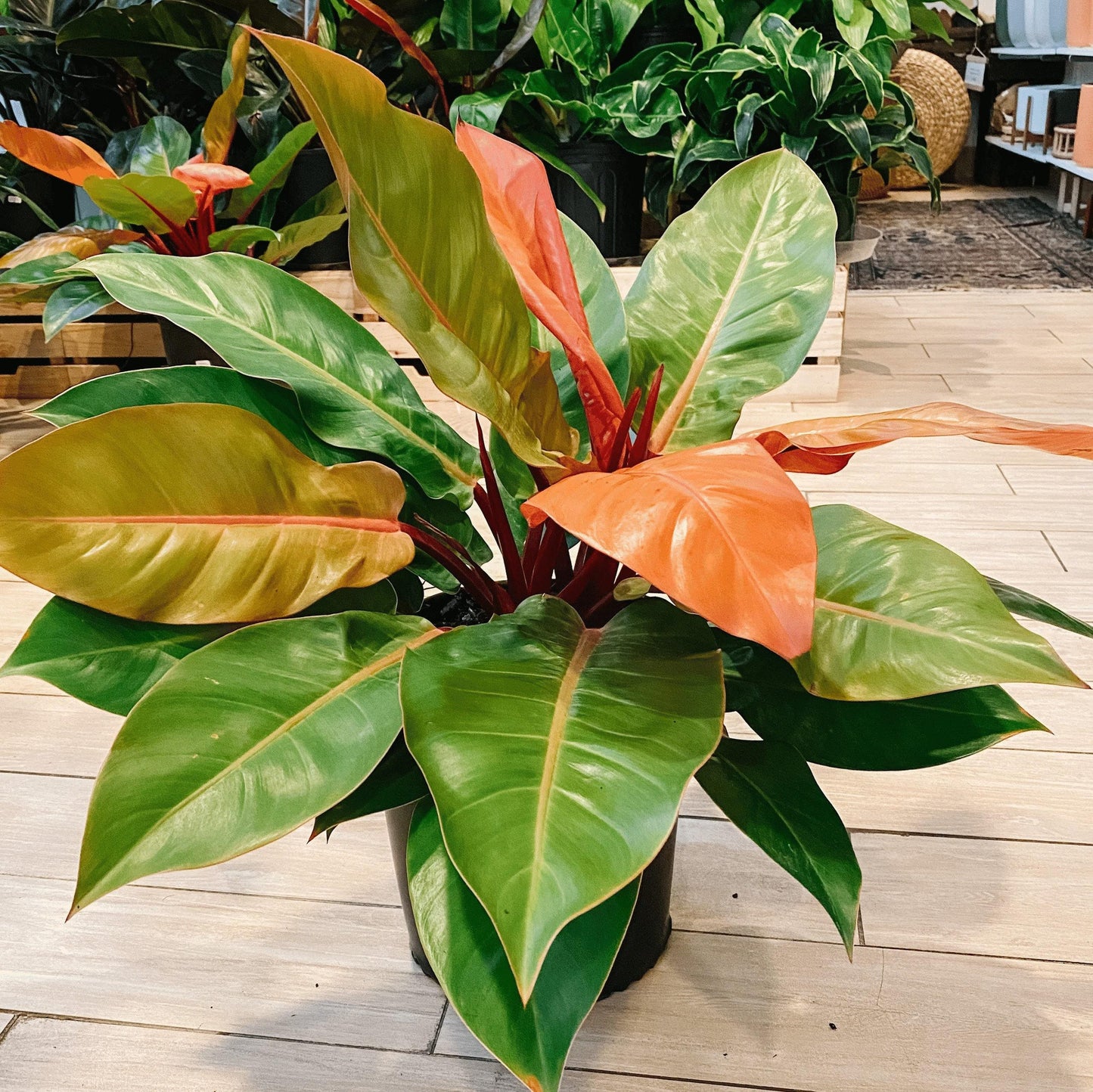 Philodendron Prince Of Orange - View 3 from www redcrocus com