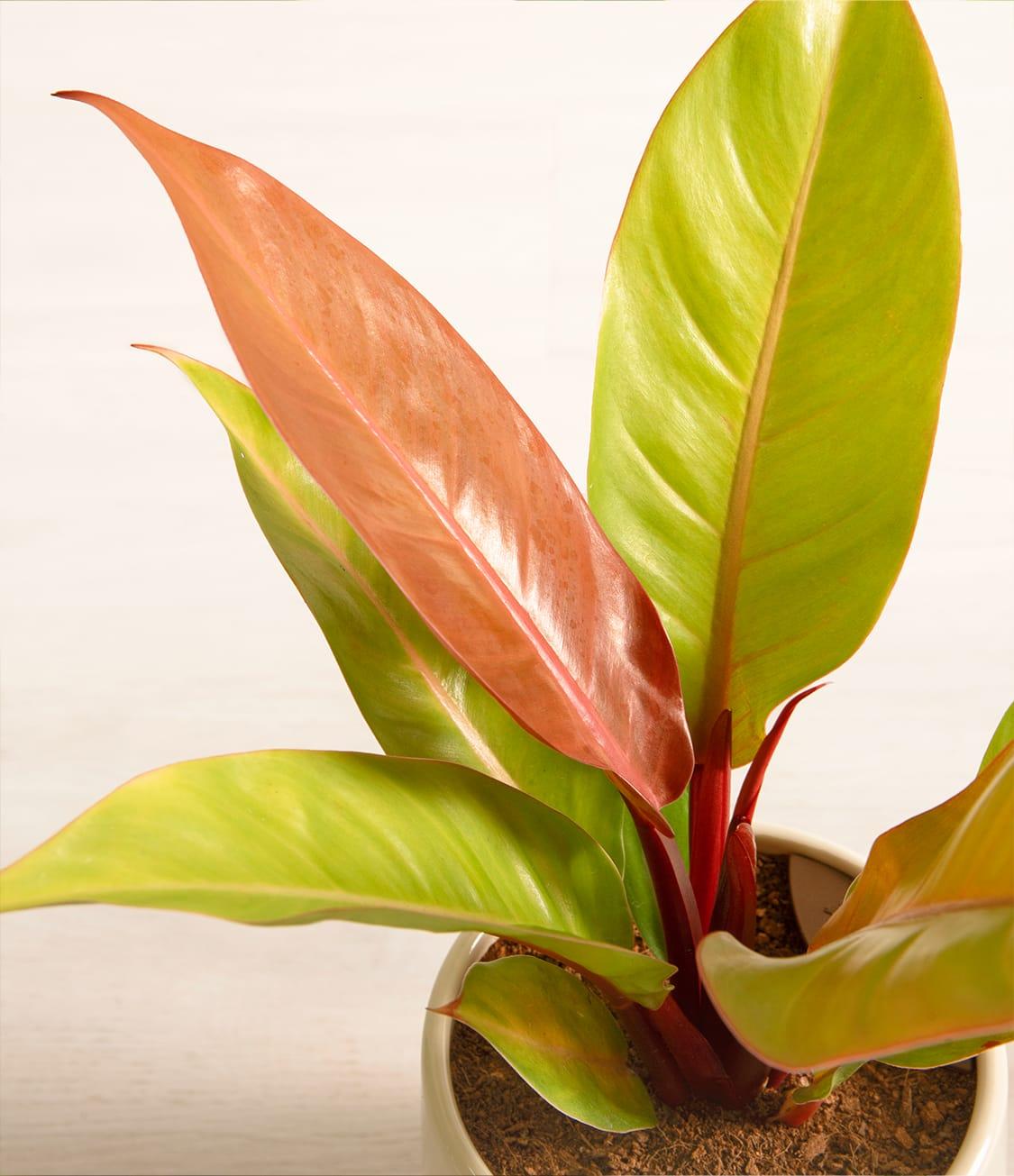 Philodendron Prince Of Orange - View 5 from www redcrocus com