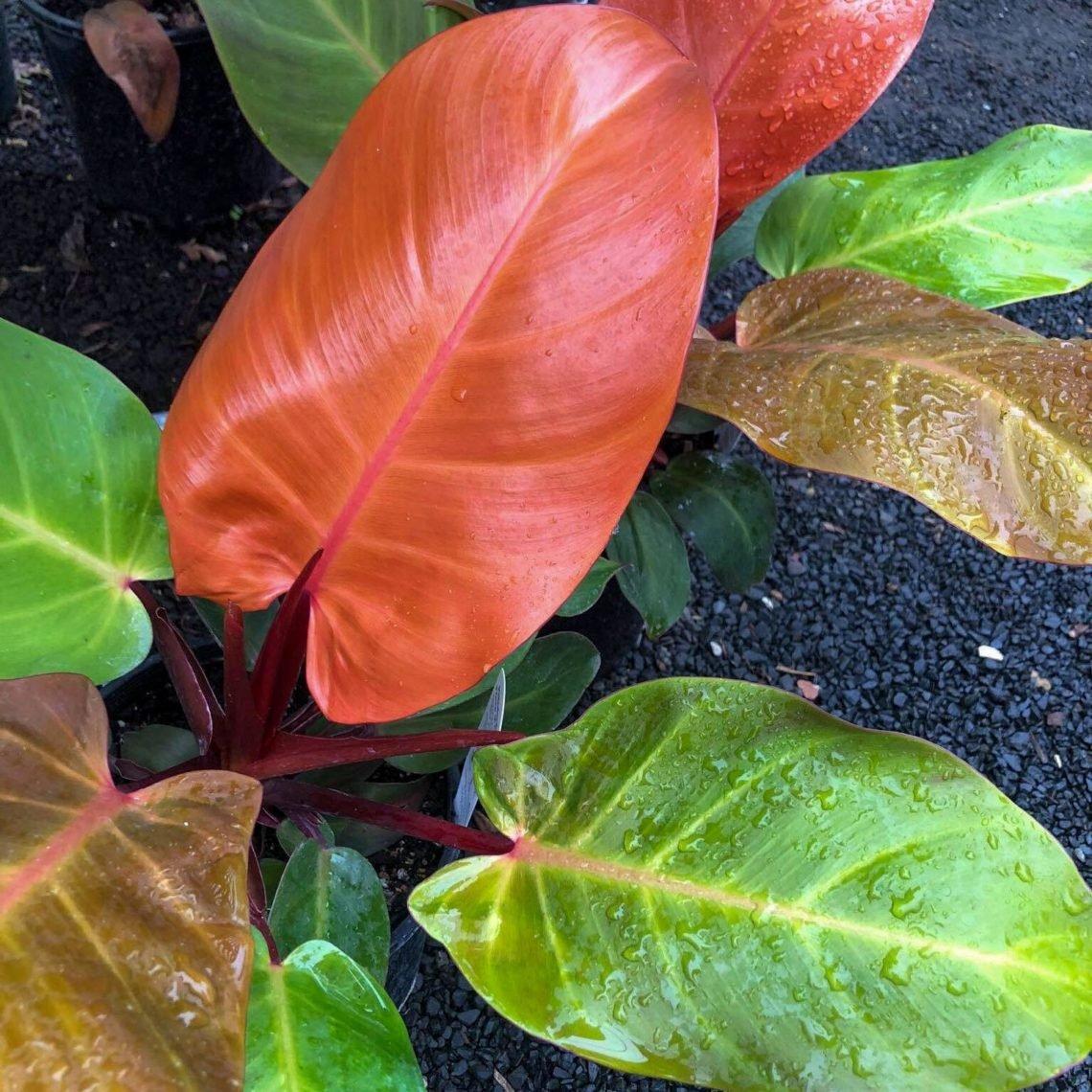 Philodendron Prince Of Orange - View 6 from www redcrocus com