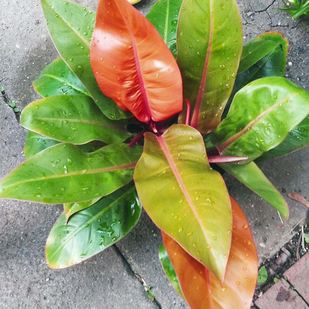 Philodendron Prince Of Orange - View 7 from www redcrocus com