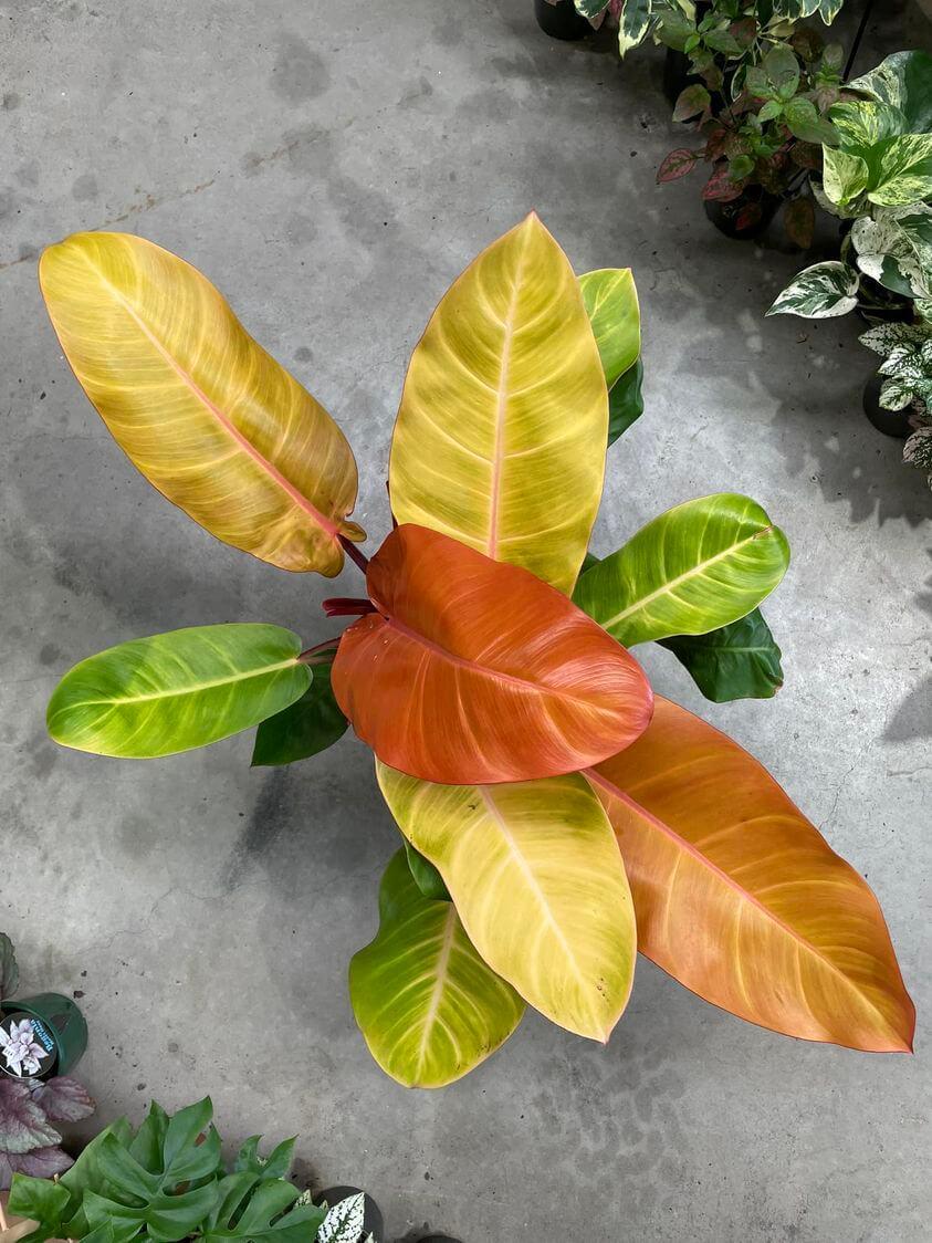 Philodendron Prince Of Orange - View 8 from www redcrocus com