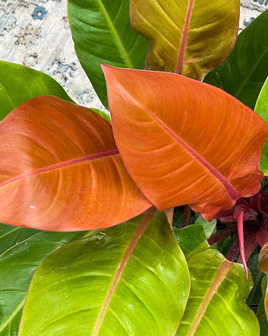 Philodendron 'prince Of Orange' - View 10 from www redcrocus com
