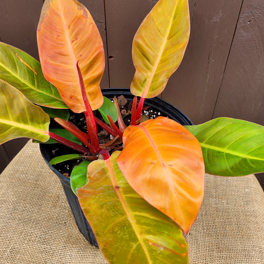 Philodendron 'prince Of Orange' - View 14 from www redcrocus com