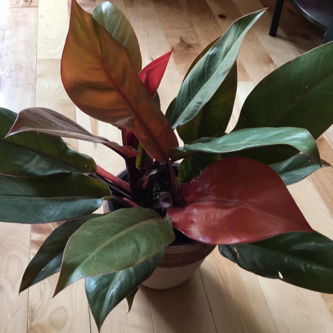 Philodendron 'prince Of Orange' - View 17 from www redcrocus com