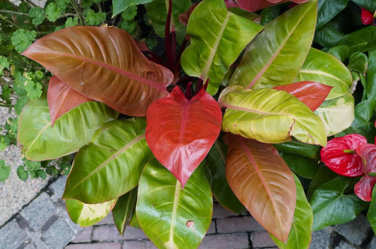 Philodendron 'prince Of Orange' - View 1 from www redcrocus com