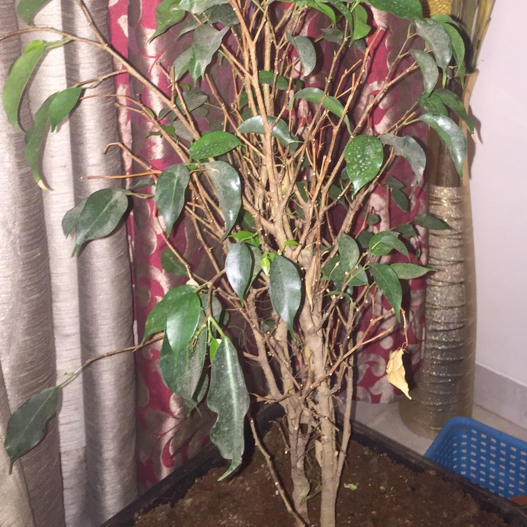 Ficus Benjamina Spire Bush - View 17 from www redcrocus com