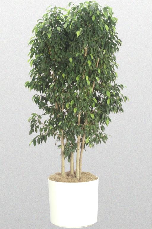 Ficus Benjamina Spire Bush - View 1 from www redcrocus com