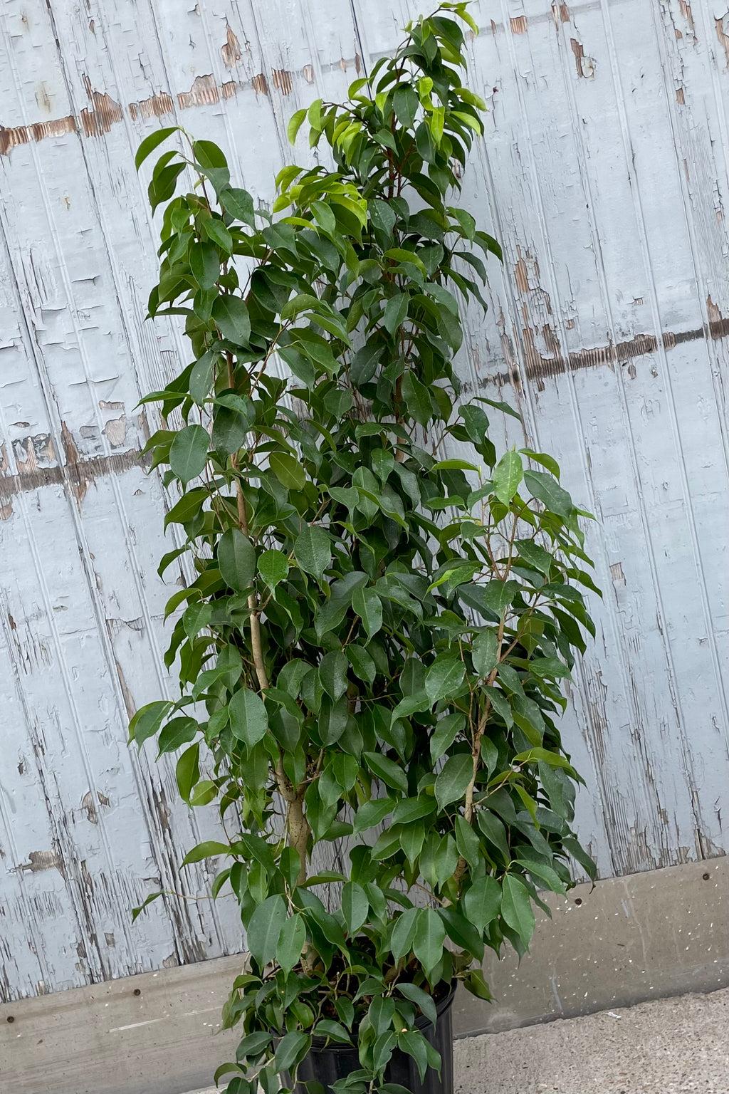 Ficus Benjamina Spire Bush - View 4 from www redcrocus com