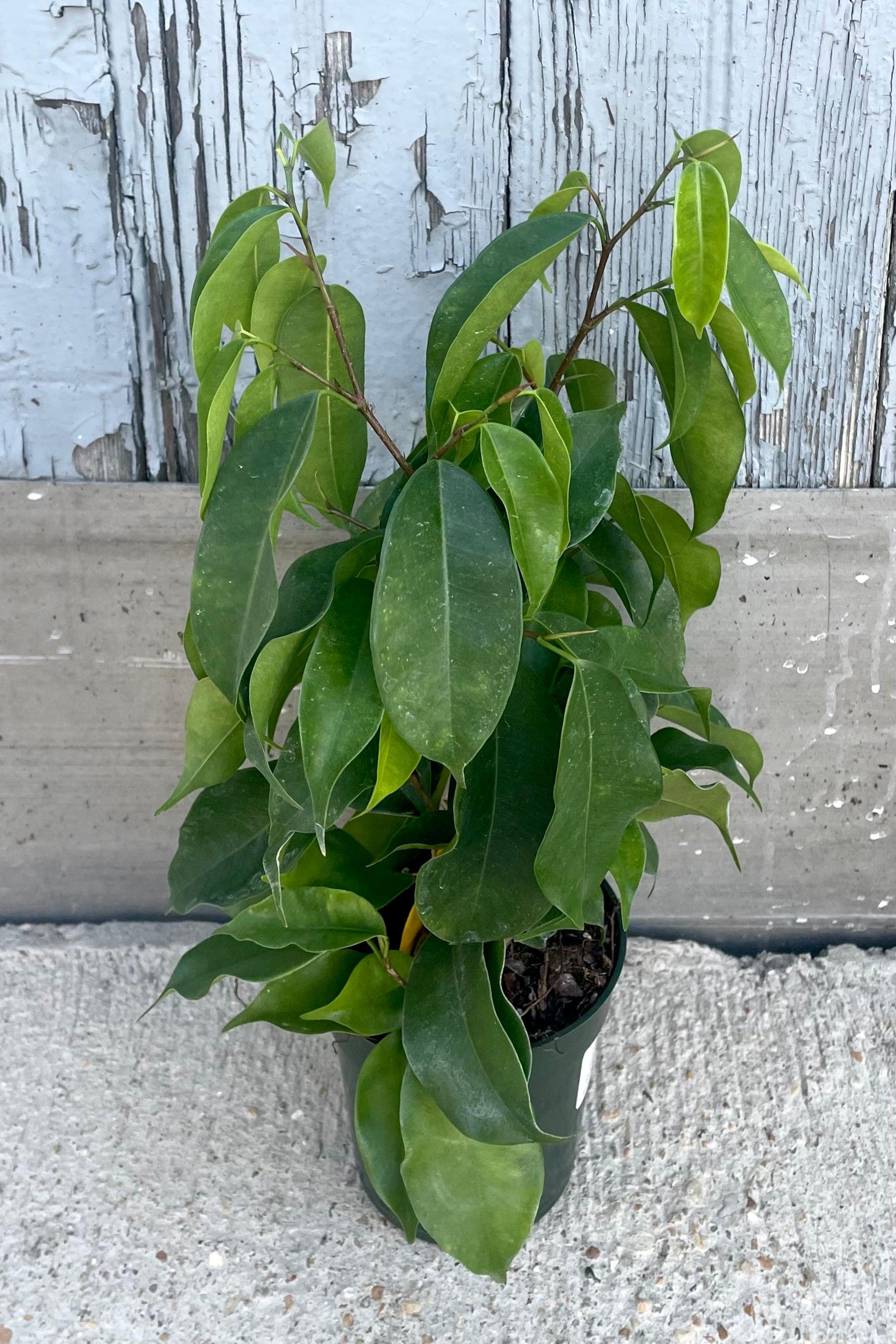Ficus Benjamina Spire Bush - View 5 from www redcrocus com