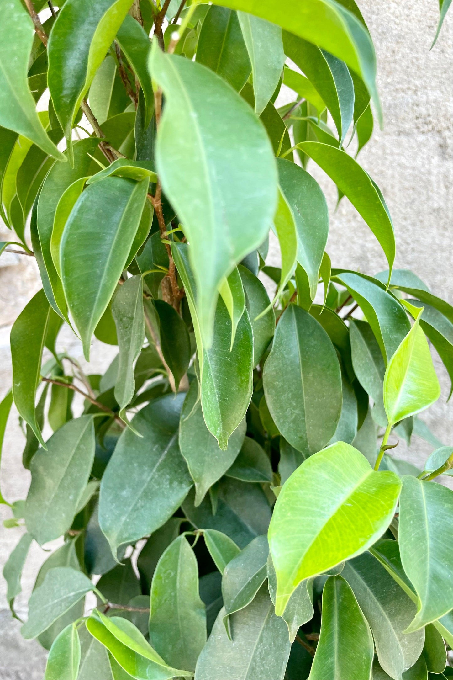 Ficus Benjamina Spire Bush - View 7 from www redcrocus com