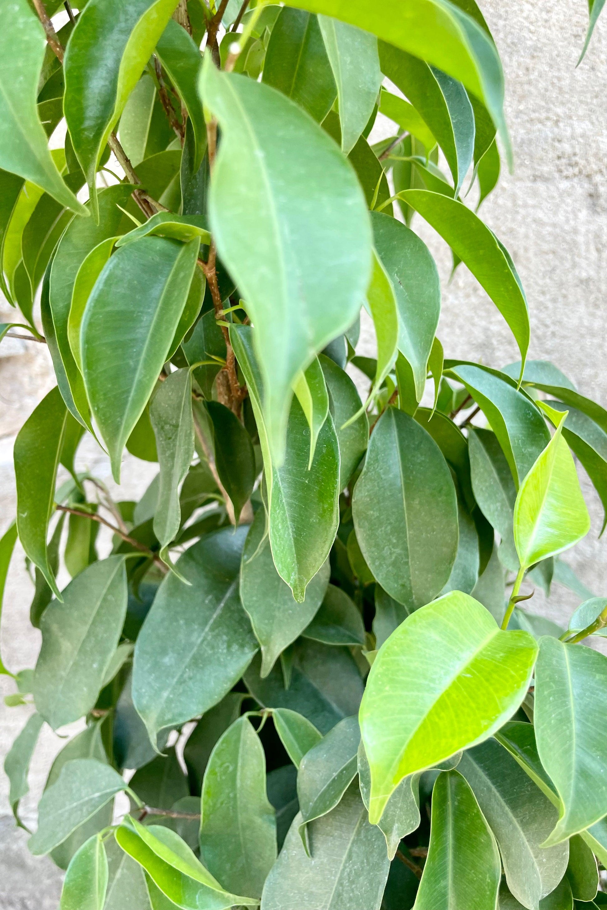 Ficus Benjamina Spire Bush - View 7 from www redcrocus com