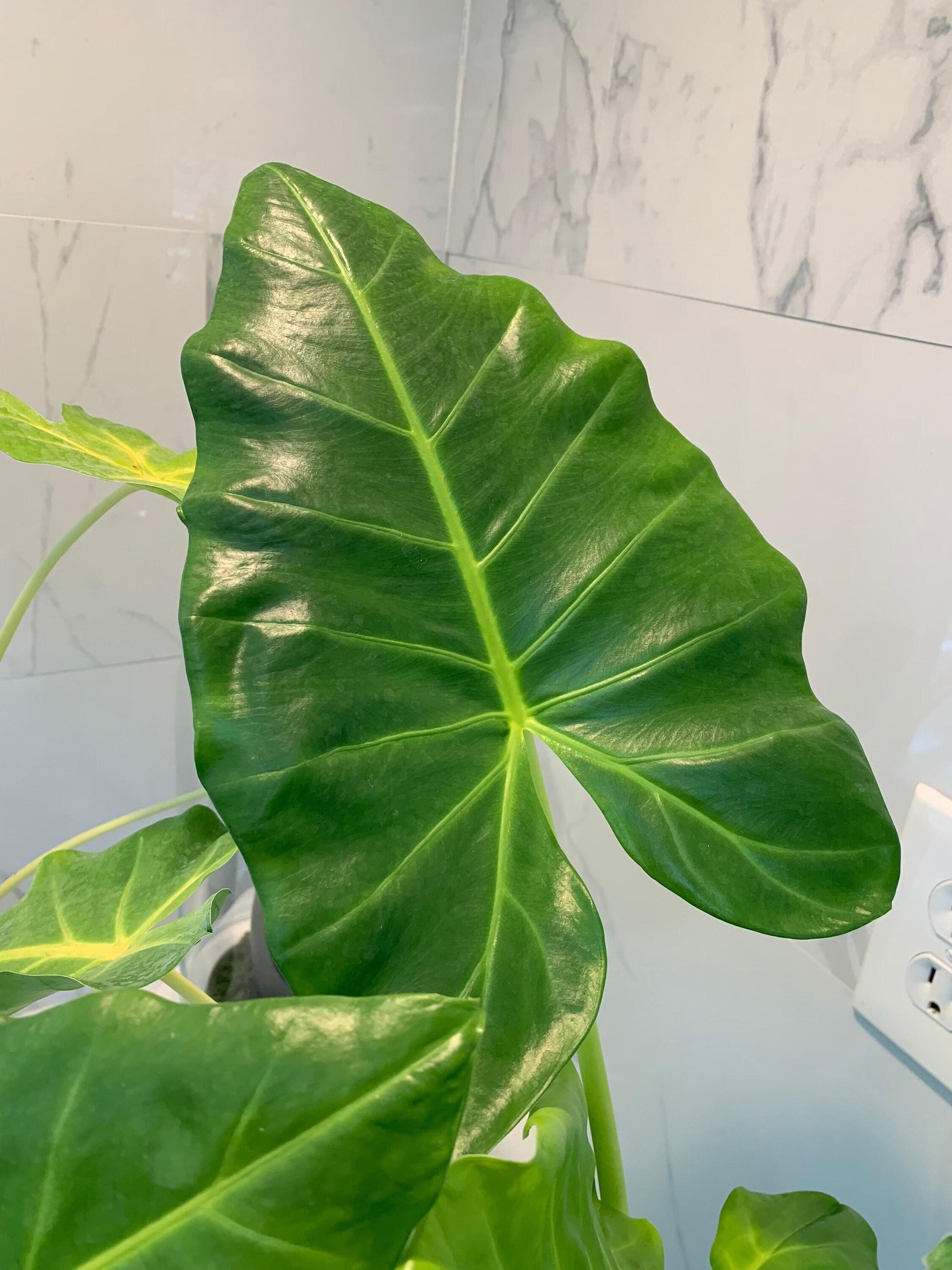 Alocasia Lutea - View 10 from www redcrocus com