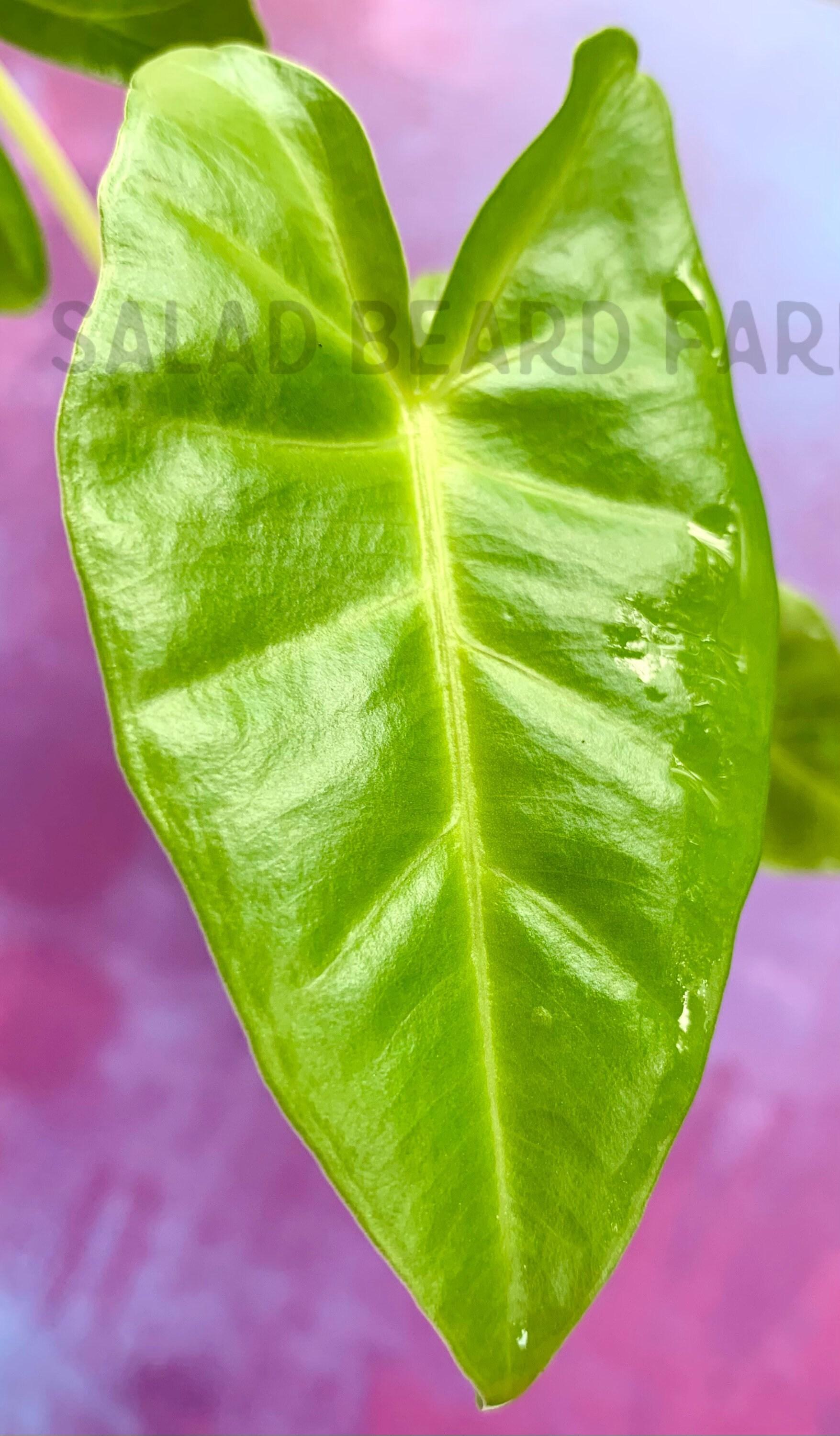 Alocasia Lutea - View 11 from www redcrocus com