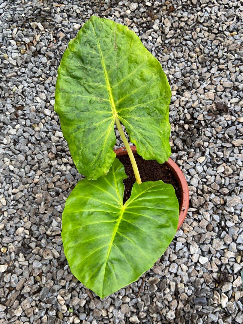 Alocasia Lutea - View 13 from www redcrocus com
