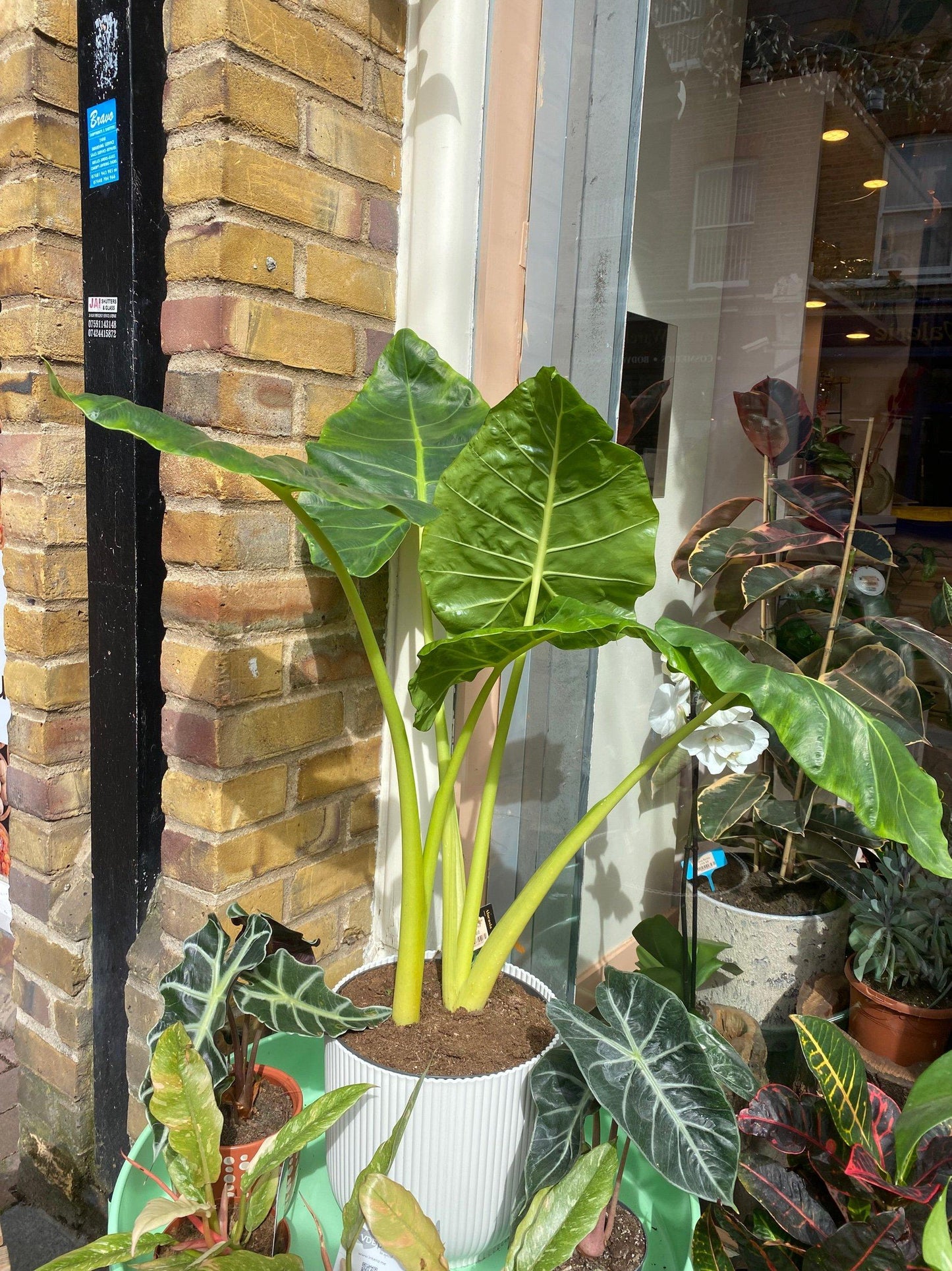 Alocasia Lutea - View 14 from www redcrocus com