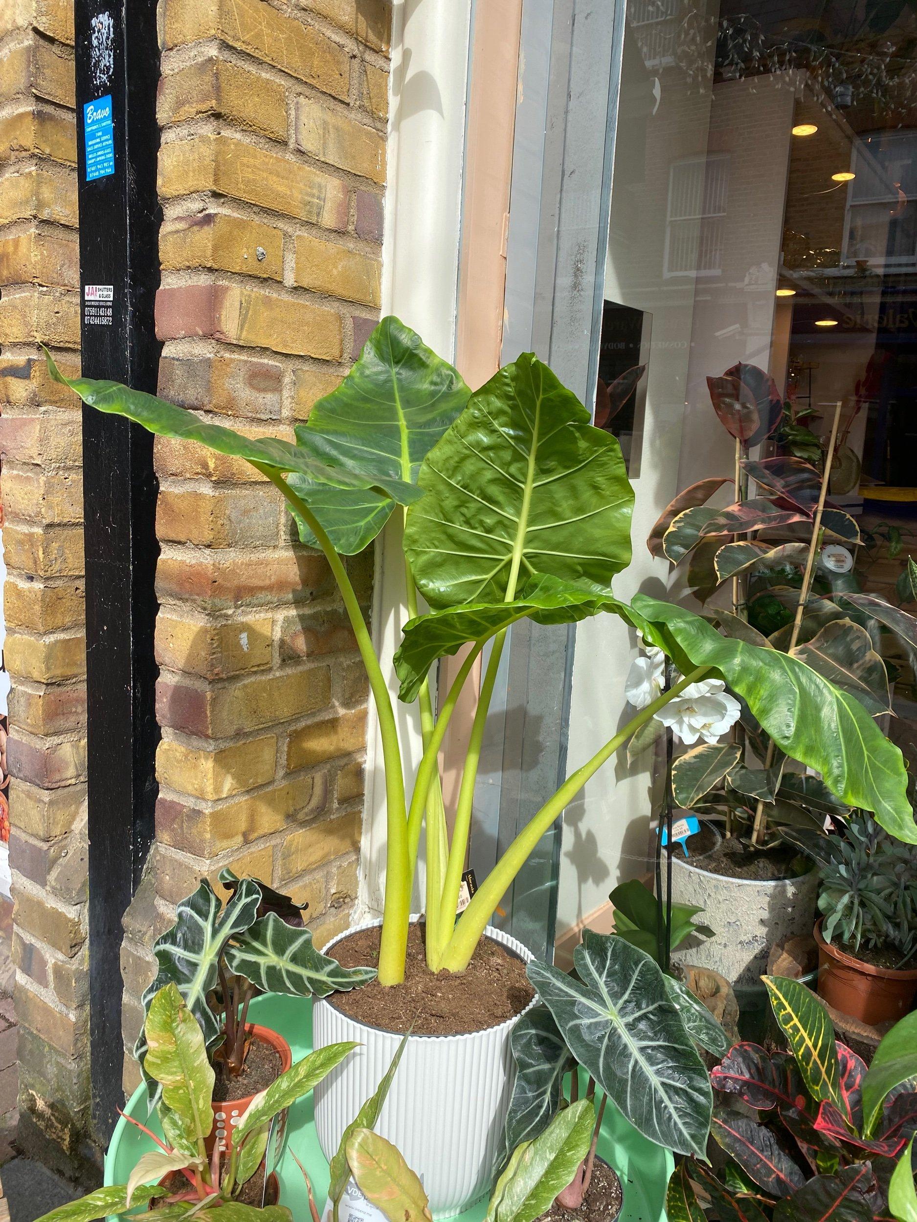 Alocasia Lutea - View 14 from www redcrocus com