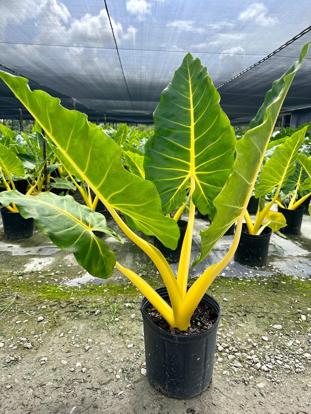 Alocasia Lutea - View 15 from www redcrocus com