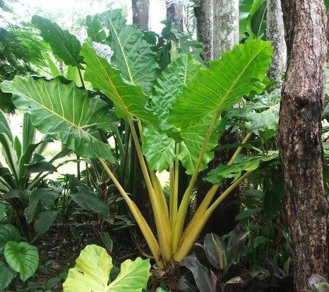 Alocasia Lutea - View 17 from www redcrocus com