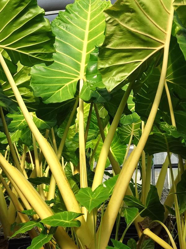 Alocasia Lutea - View 1 from www redcrocus com