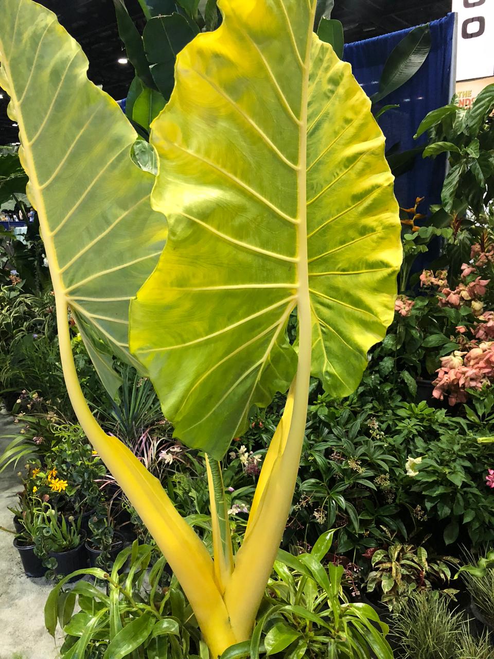 Alocasia Lutea - View 2 from www redcrocus com