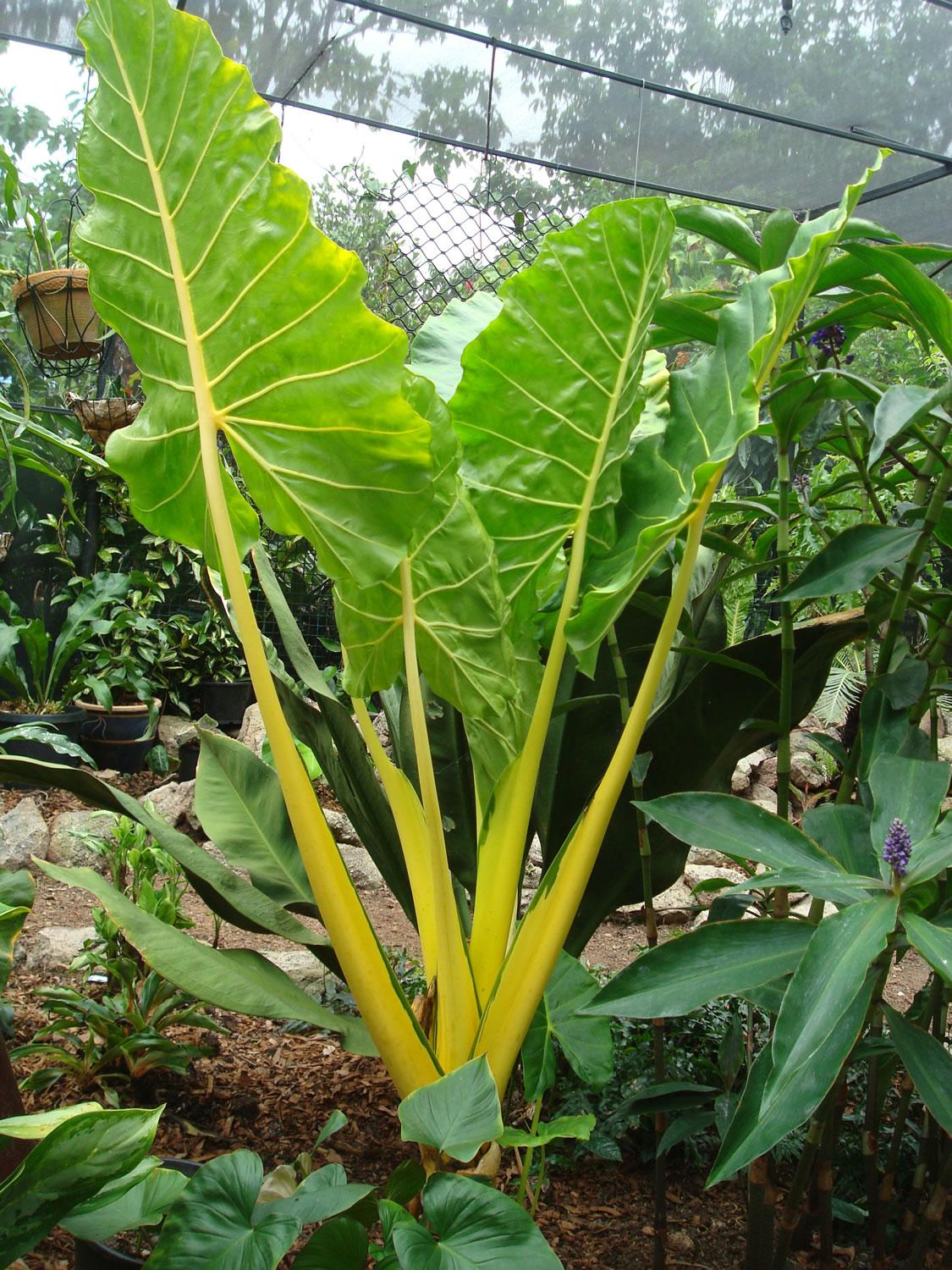 Alocasia Lutea - View 3 from www redcrocus com