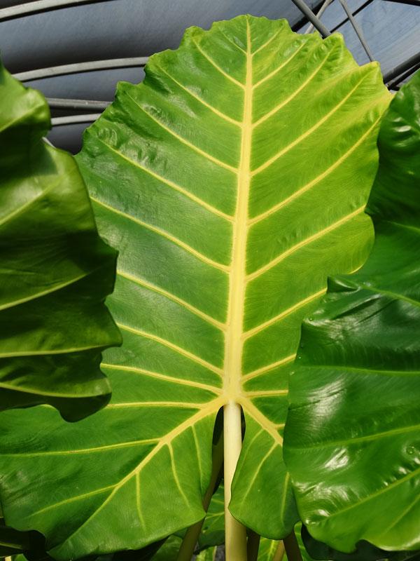 Alocasia Lutea - View 4 from www redcrocus com