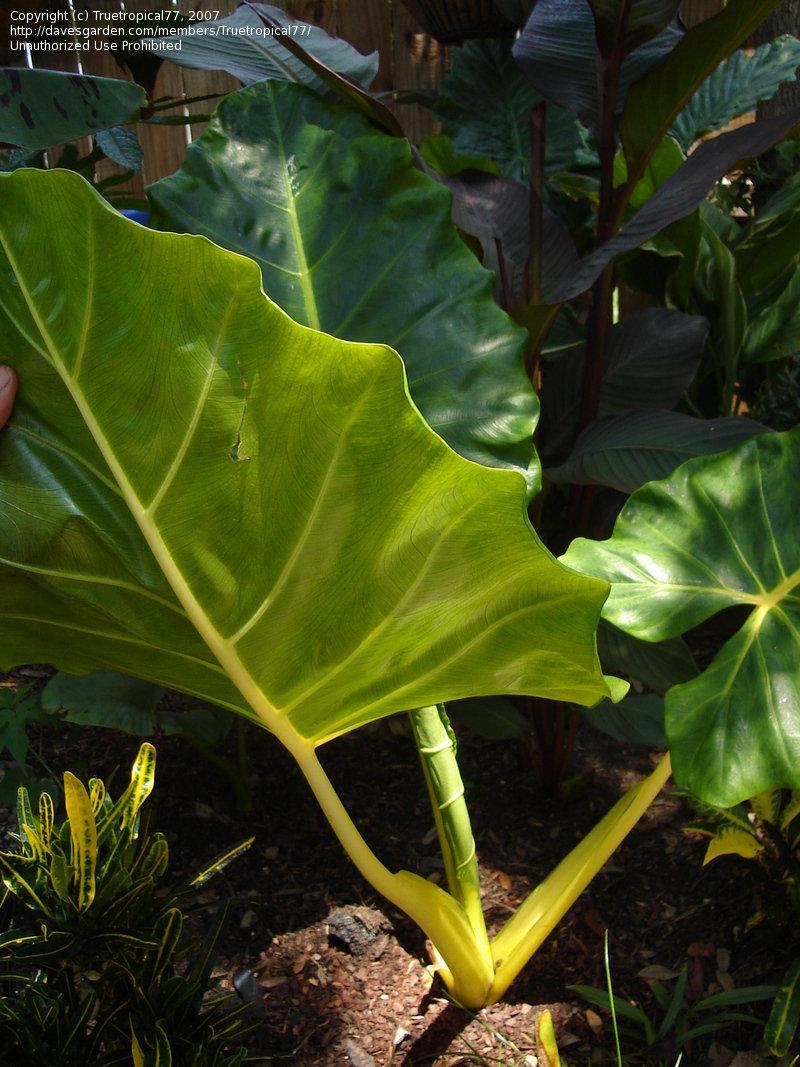 Alocasia Lutea - View 5 from www redcrocus com