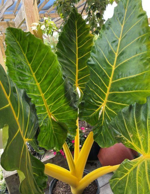 Alocasia Lutea - View 6 from www redcrocus com