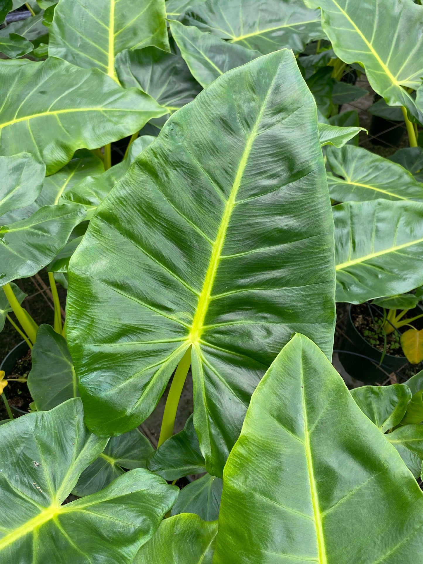 Alocasia Lutea - View 7 from www redcrocus com