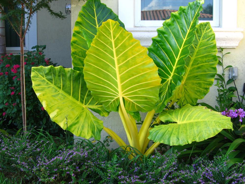 Alocasia Lutea - View 8 from www redcrocus com