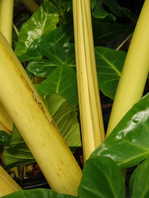 Alocasia Lutea - View 9 from www redcrocus com