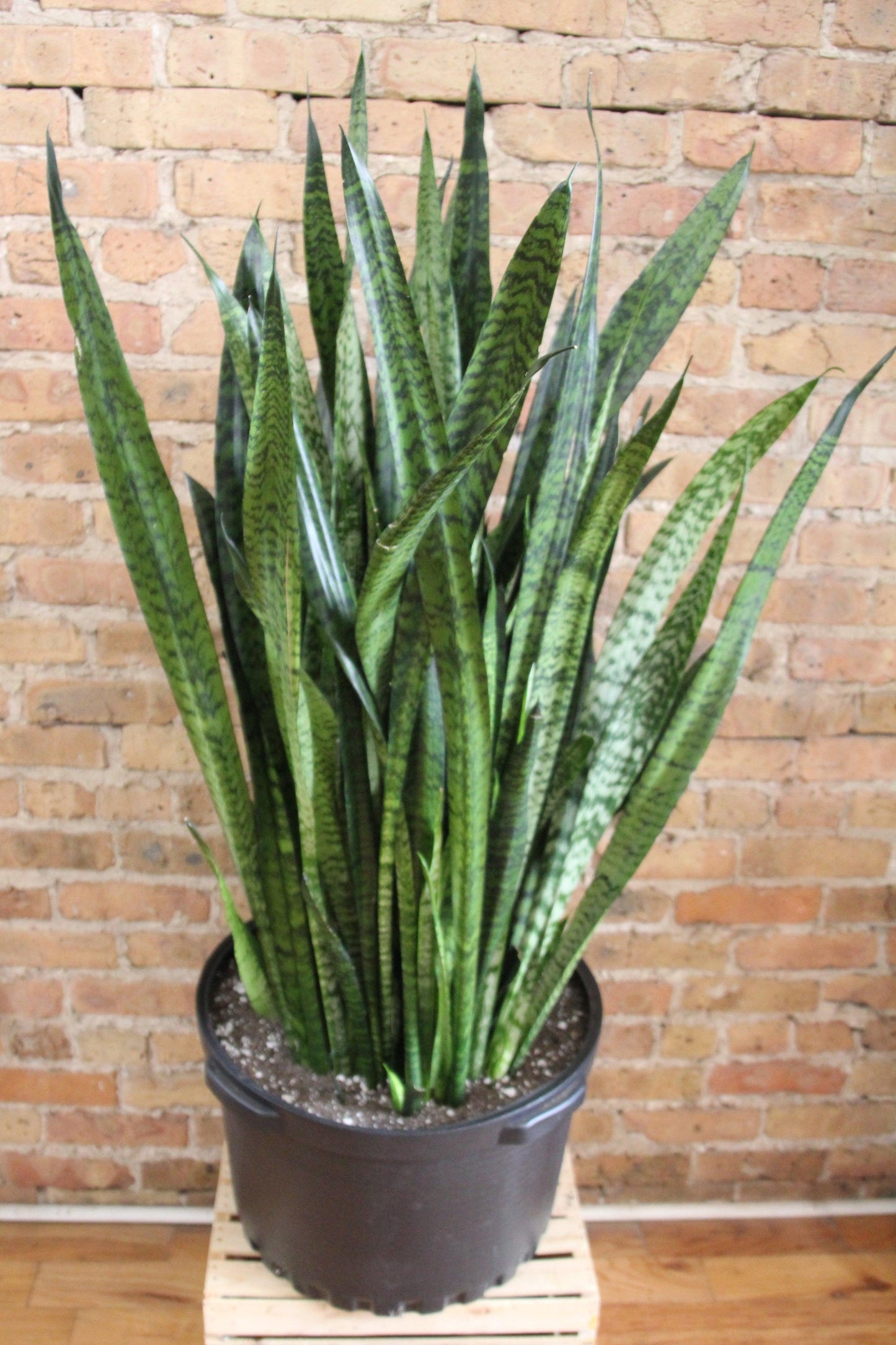 Sansevieria Wintergreen - View 10 from www redcrocus com