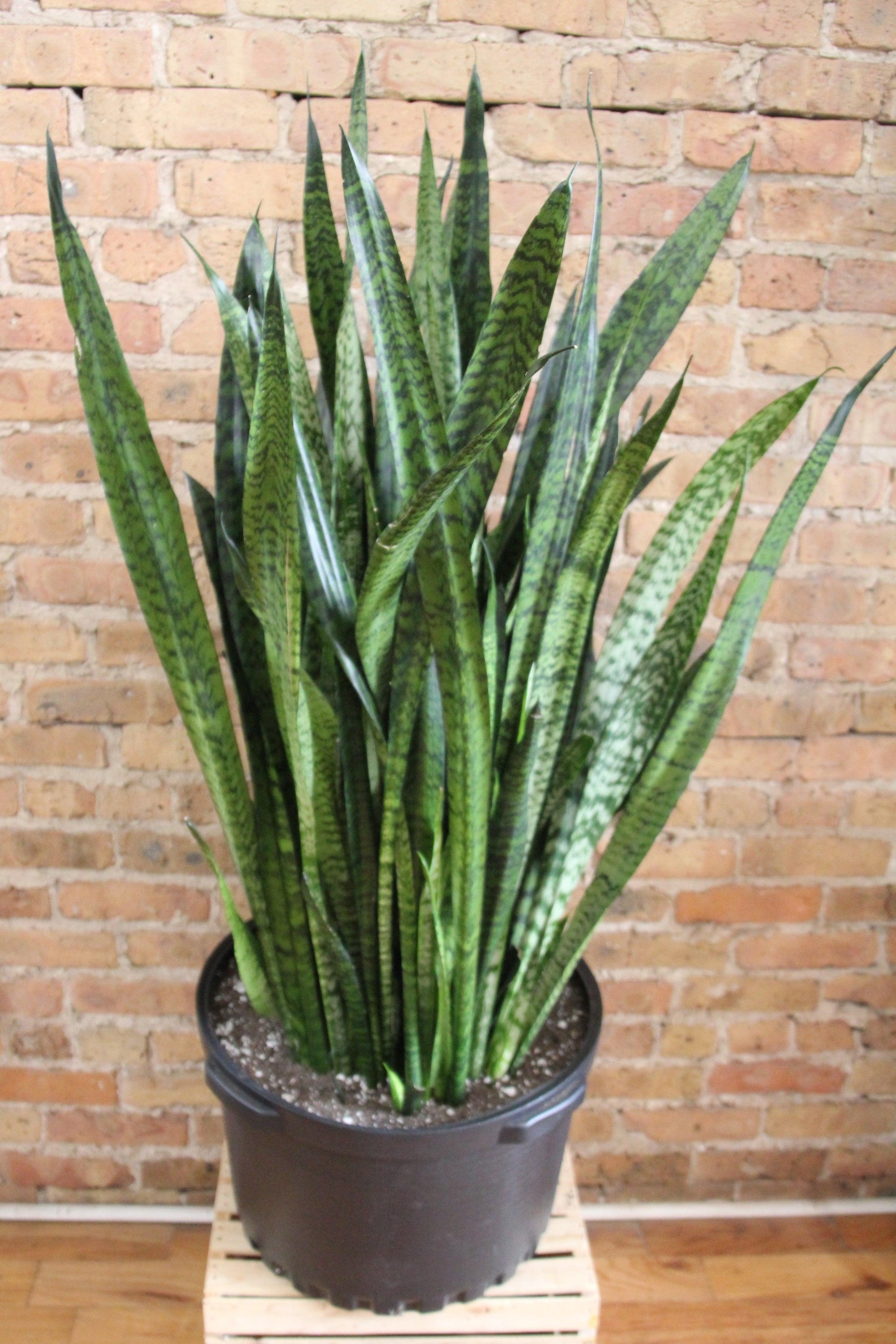 Sansevieria Wintergreen - View 10 from www redcrocus com