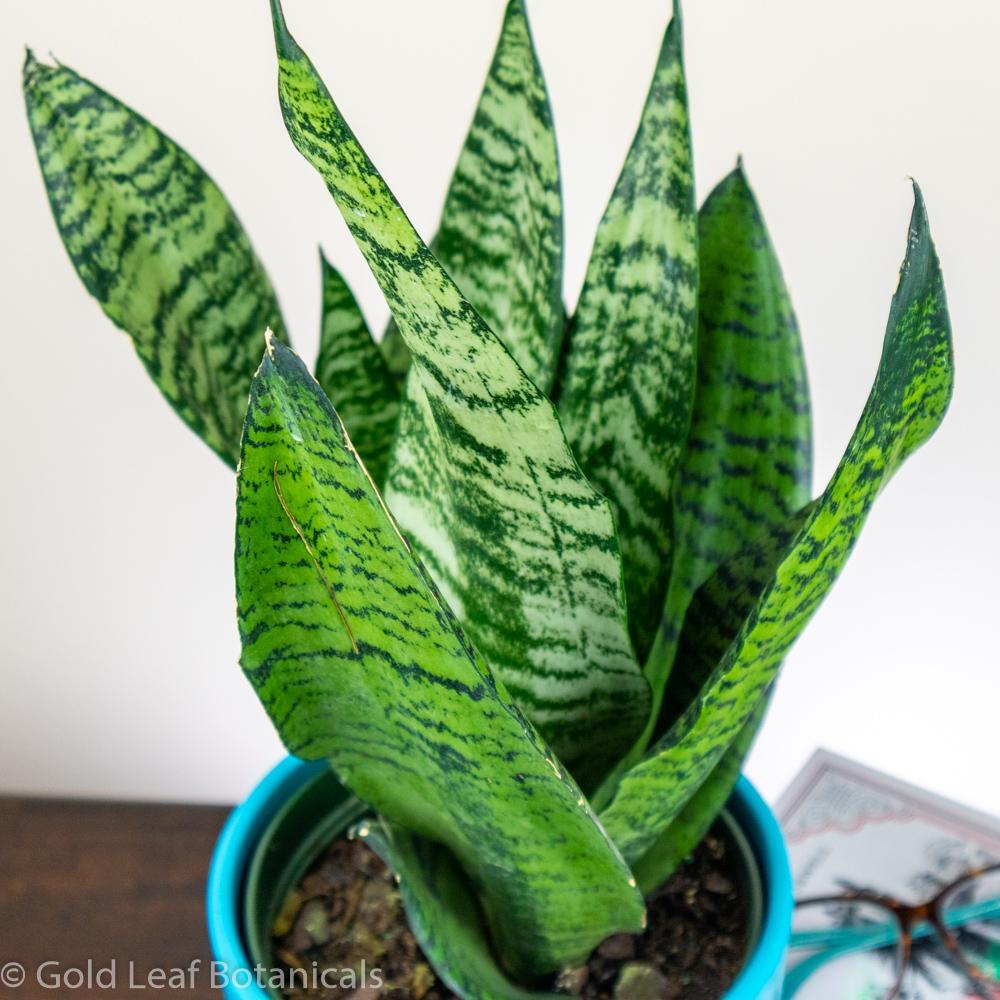 Sansevieria Wintergreen - View 12 from www redcrocus com