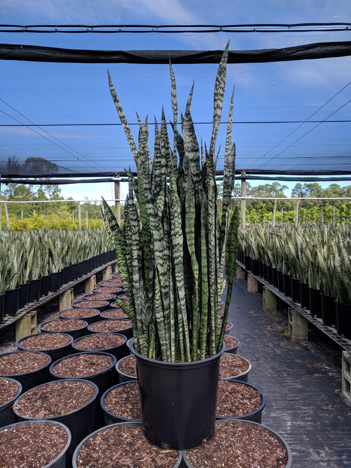 Sansevieria Wintergreen - View 17 from www redcrocus com