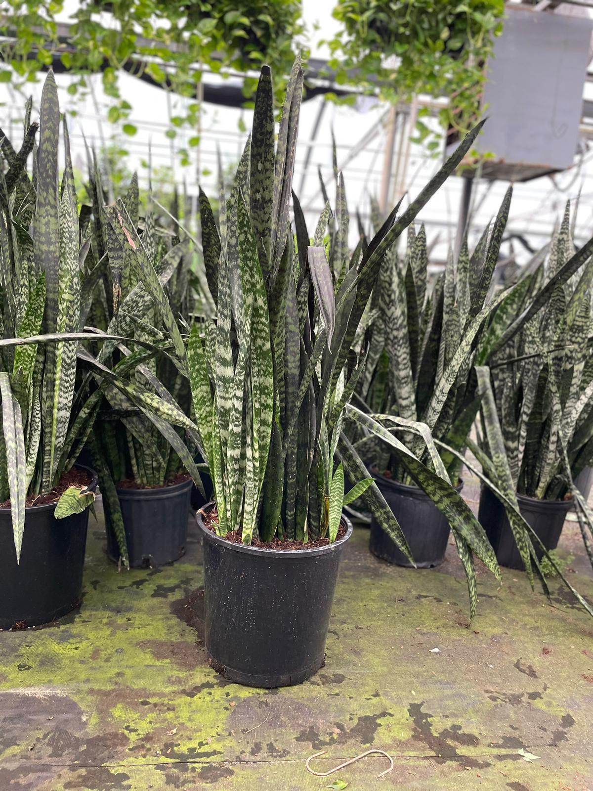 Sansevieria Wintergreen - View 18 from www redcrocus com