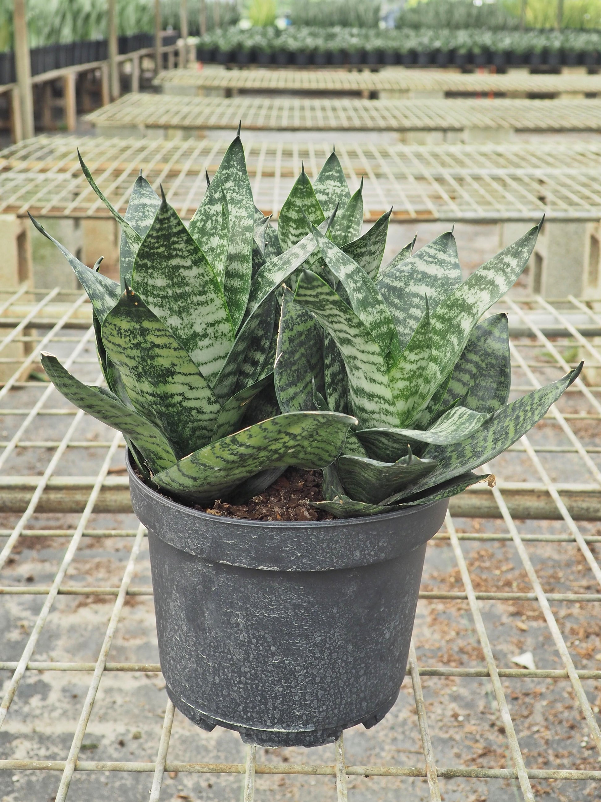 Sansevieria Wintergreen - View 19 from www redcrocus com