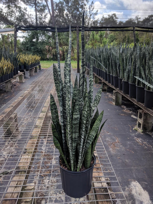 Sansevieria Wintergreen - View 1 from www redcrocus com