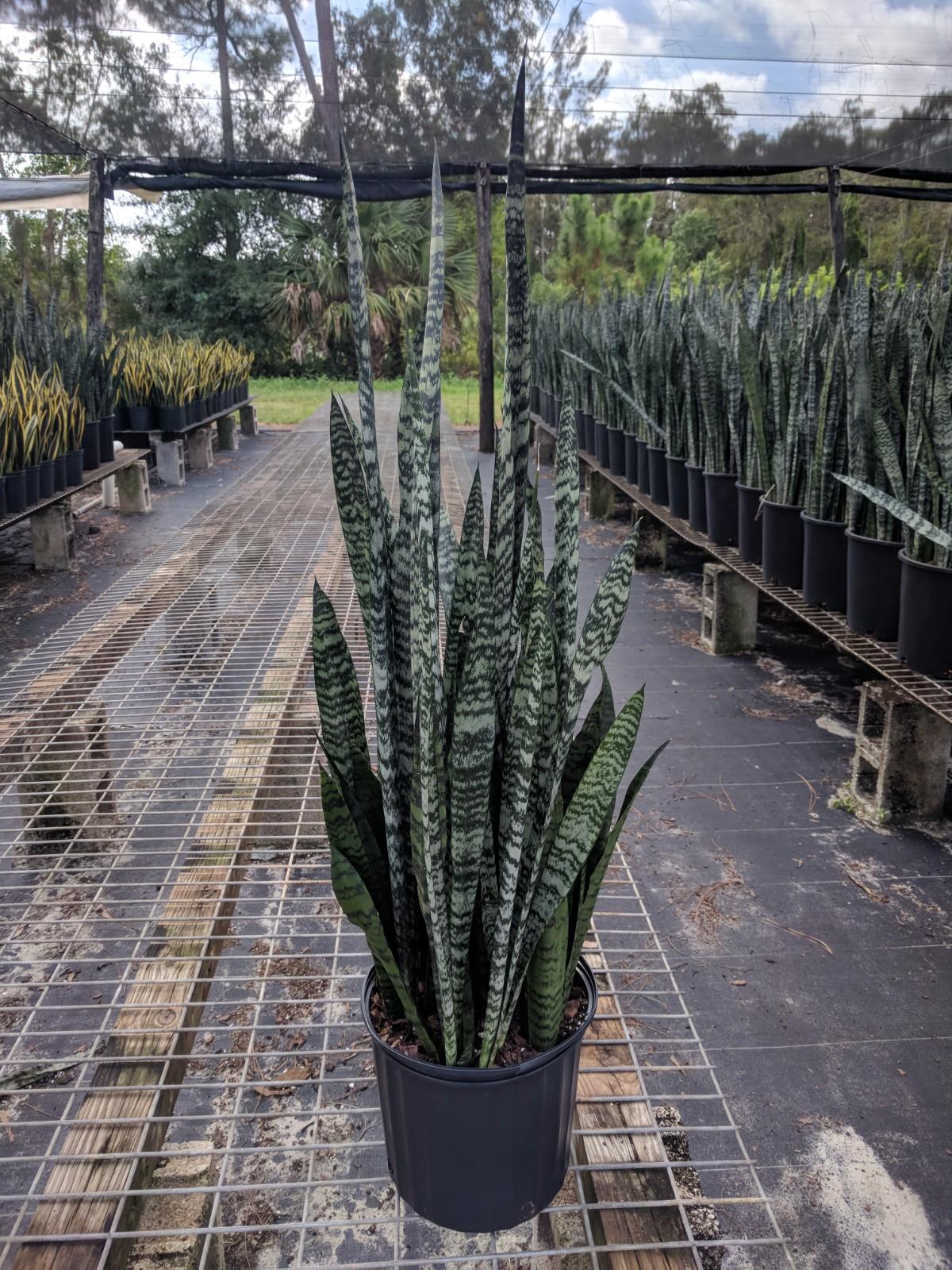 Sansevieria Wintergreen - View 1 from www redcrocus com