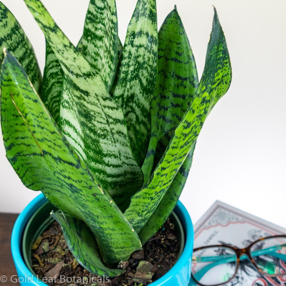 Sansevieria Wintergreen - View 2 from www redcrocus com