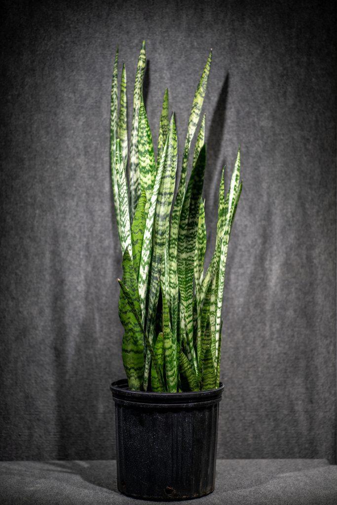 Sansevieria Wintergreen - View 3 from www redcrocus com