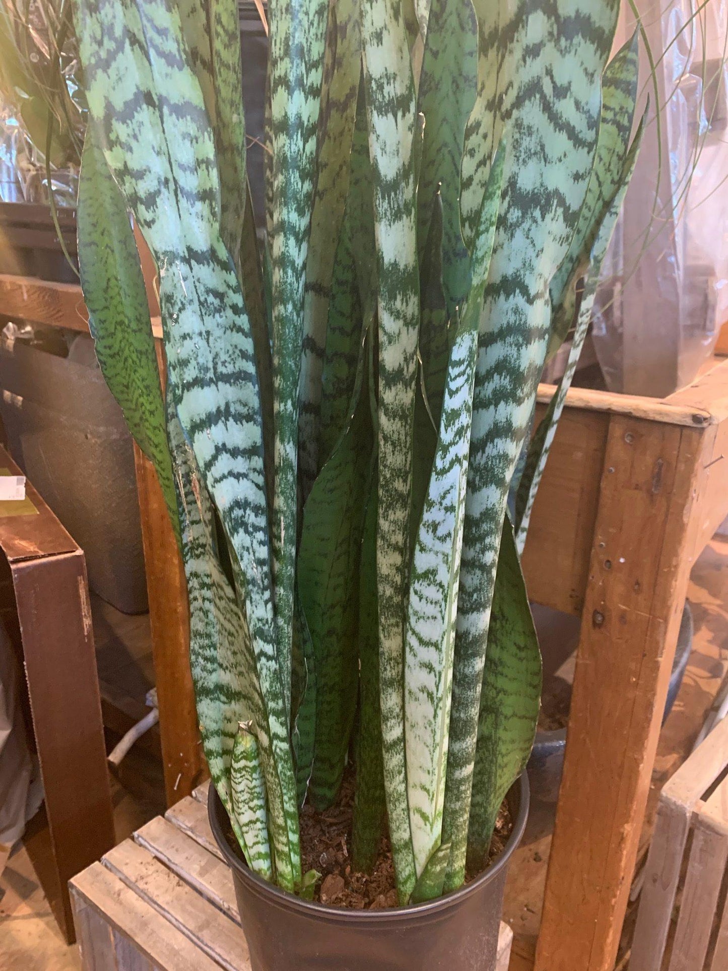 Sansevieria Wintergreen - View 5 from www redcrocus com