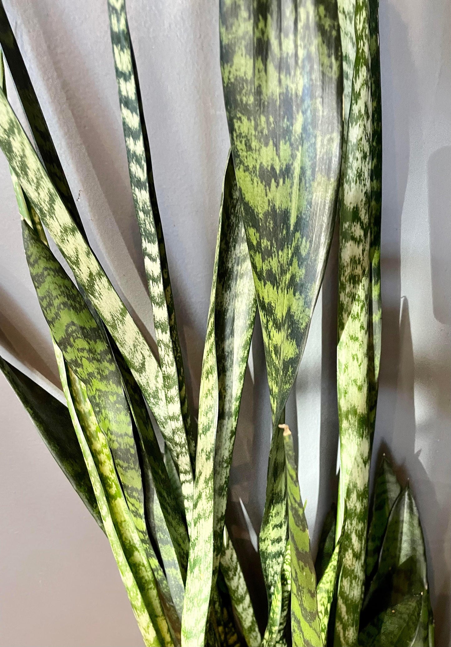 Sansevieria Wintergreen - View 6 from www redcrocus com