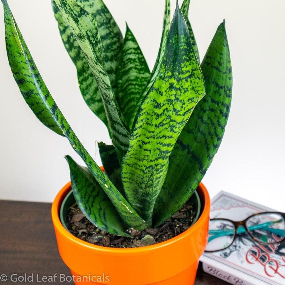 Sansevieria Wintergreen - View 8 from www redcrocus com