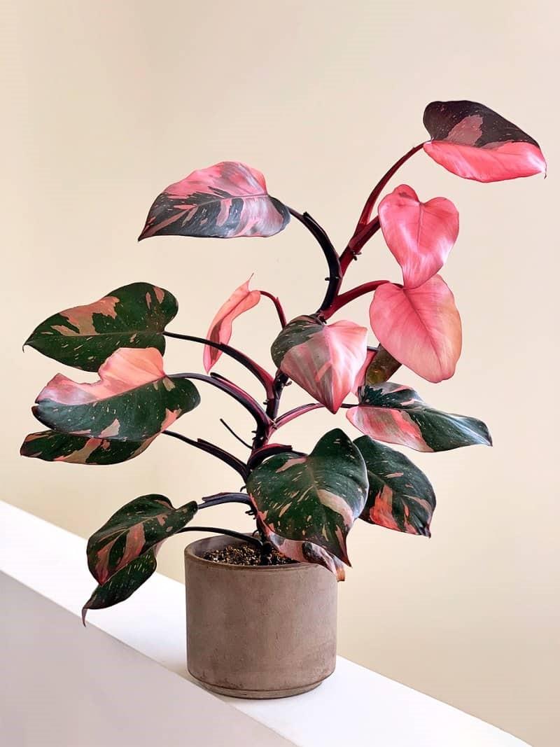 Philodendron Pink Princess - View 10 from www redcrocus com