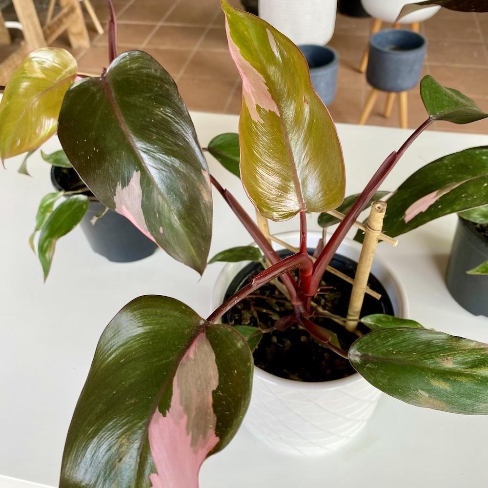 Philodendron Pink Princess - View 12 from www redcrocus com