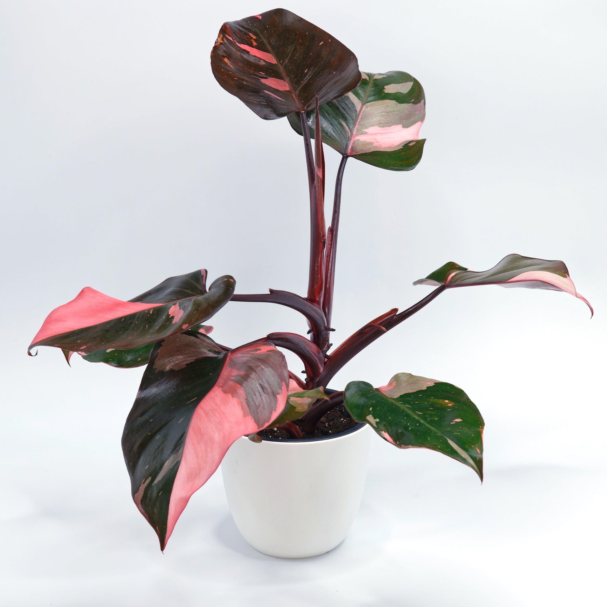 Philodendron Pink Princess - View 13 from www redcrocus com