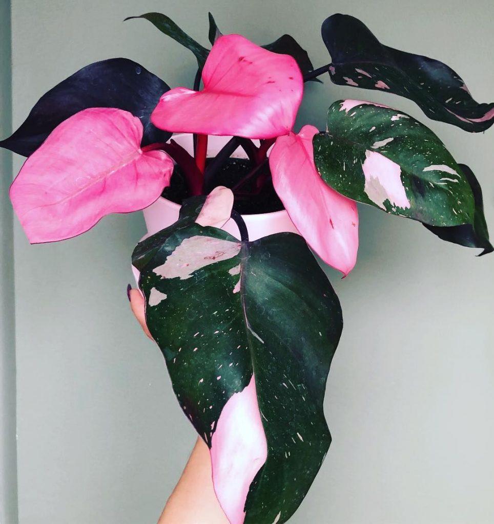 Philodendron Pink Princess - View 14 from www redcrocus com