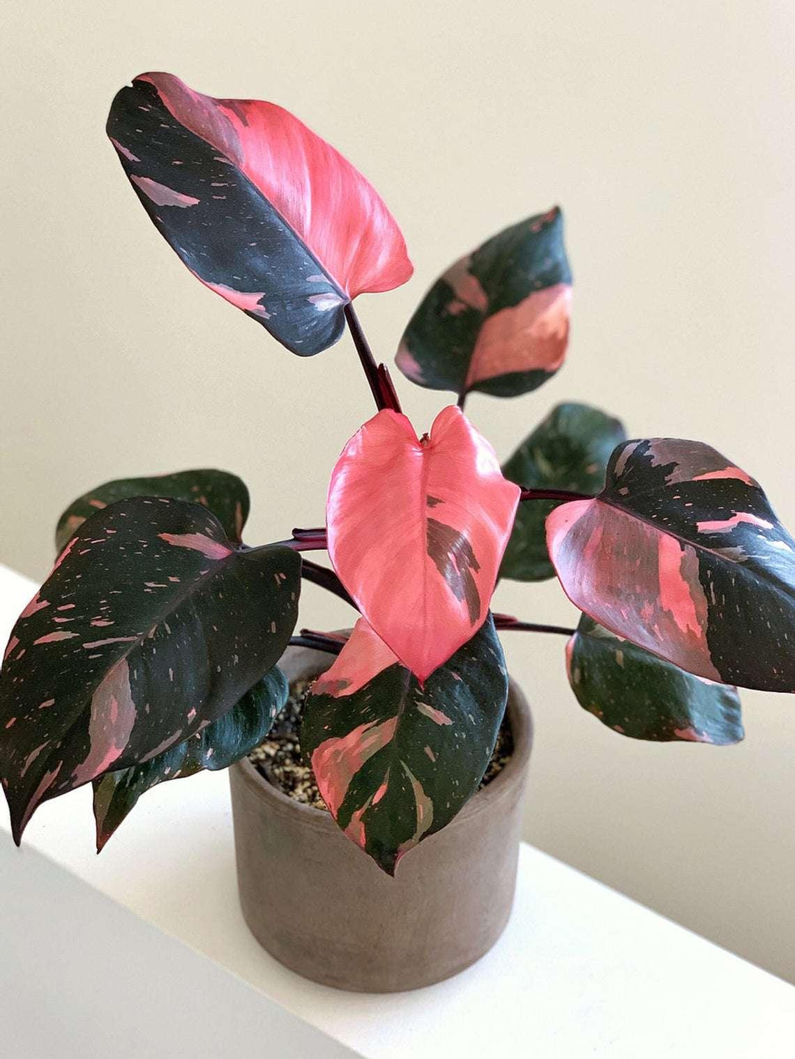 Philodendron Pink Princess - View 16 from www redcrocus com