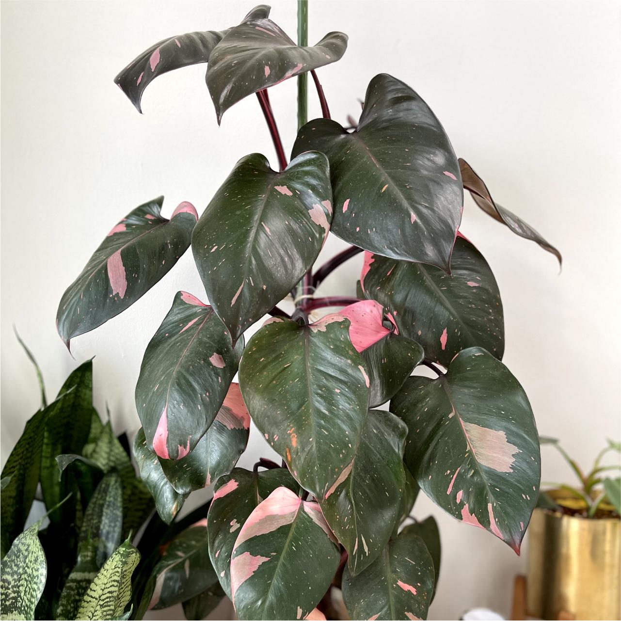 Philodendron Pink Princess - View 17 from www redcrocus com
